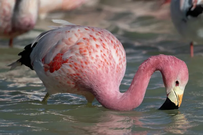 Framed Print : Andean flamingo (Phoenicoparrus andinus) feeding in lake, Laguna Hedionda, Altiplano, Bolivia Framed Print : Andean flamingo (Phoenicoparrus andinus) feeding in lake, Laguna Hedionda, Altiplano, Bolivia