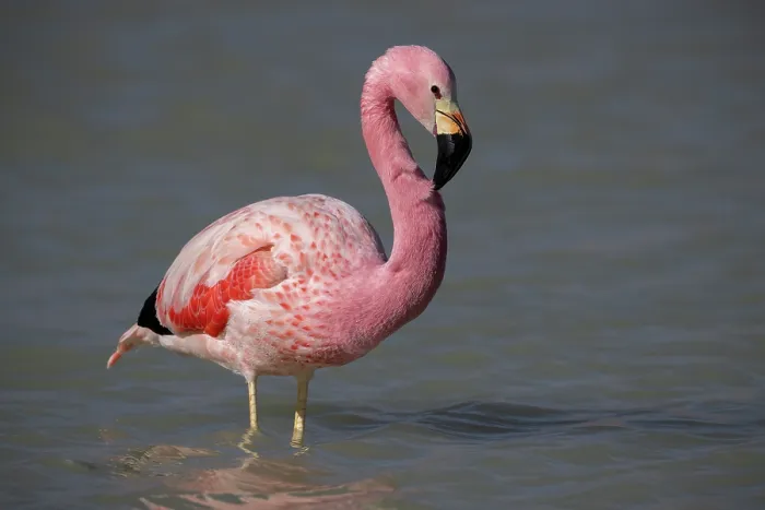 Framed Print : Andean flamingo (Phoenicoparrus andinus) standing in shallow water, Laguna Hedionda, Altiplano, Dep. Potosi, Bolivia Framed Print : Andean flamingo (Phoenicoparrus andinus) standing in shallow water, Laguna Hedionda, Altiplano, Dep. Potosi, Bolivia