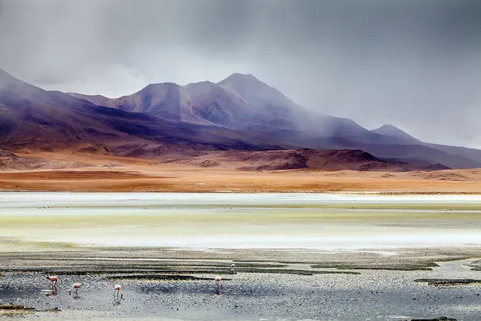 Framed Print : Andean Flamingoes (Phoenicoparrus andinus) on the Altiplano, Sur Lipez Province, Potosi Department, Bolivia. December 2013 Framed Print : Andean Flamingoes (Phoenicoparrus andinus) on the Altiplano, Sur Lipez Province, Potosi Department, Bolivia. December 2013