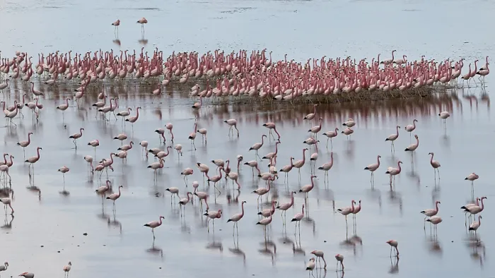 Framed Print : Andean flamingos (Phoenicoparrus andinus) flock standing in shallow water, displaying, Laguna Colorada, Eduardo Avaroa Andean Fauna National Reserve, Bolivia Framed Print : Andean flamingos (Phoenicoparrus andinus) flock standing in shallow water, displaying, Laguna Colorada, Eduardo Avaroa Andean Fauna National Reserve, Bolivia
