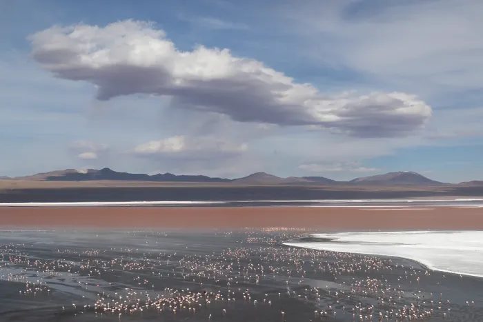 Framed Print : Andean flamingos (Phoenicoparrus andinus) huge flock congregating at Laguna Colorada, Eduardo Avaroa Andean Fauna National Reserve, Bolivia Framed Print : Andean flamingos (Phoenicoparrus andinus) huge flock congregating at Laguna Colorada, Eduardo Avaroa Andean Fauna National Reserve, Bolivia