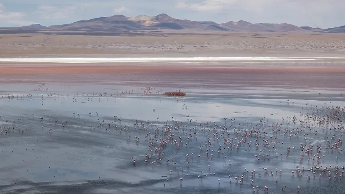Framed Print : Andean flamingos (Phoenicoparrus andinus) huge flock congregating at Laguna Colorada, Eduardo Avaroa Andean Fauna National Reserve, Bolivia Framed Print : Andean flamingos (Phoenicoparrus andinus) huge flock congregating at Laguna Colorada, Eduardo Avaroa Andean Fauna National Reserve, Bolivia