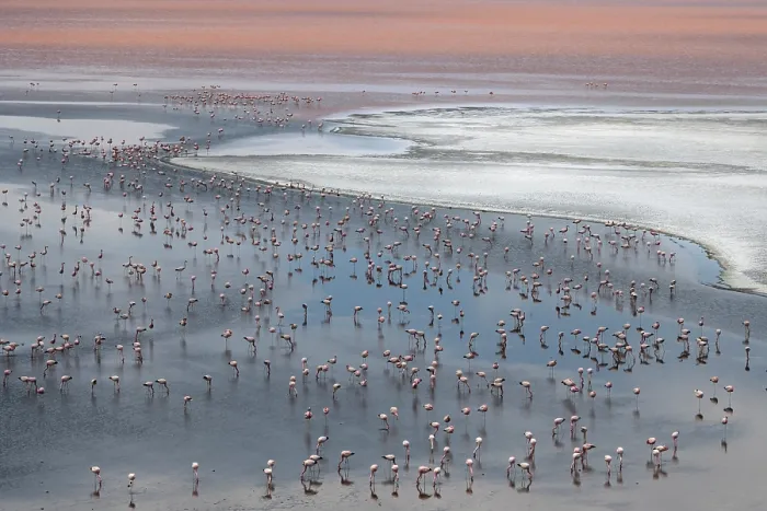 Framed Print : Andean flamingos (Phoenicoparrus andinus) huge flock congregating at Laguna Colorada, Eduardo Avaroa Andean Fauna National Reserve, Bolivia Framed Print : Andean flamingos (Phoenicoparrus andinus) huge flock congregating at Laguna Colorada, Eduardo Avaroa Andean Fauna National Reserve, Bolivia