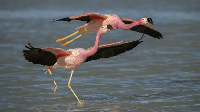 Framed Print : Two Andean flamingos (Phoenicoparrus andinus) taking flight from lake, Laguna Hedionda, Altiplano, Bolivia Framed Print : Two Andean flamingos (Phoenicoparrus andinus) taking flight from lake, Laguna Hedionda, Altiplano, Bolivia