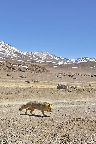 Andean fox (Lycalopex culpaeus) walking in the Altiplano, Andes, Bolivia. September 2018