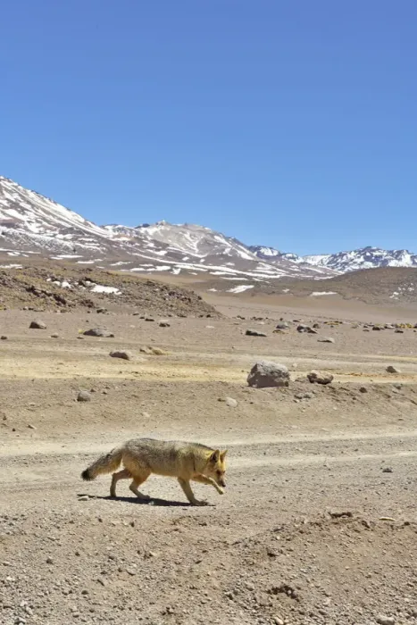 Framed Print : Andean fox (Lycalopex culpaeus) walking in the Altiplano, Andes, Bolivia. September 2018 Framed Print : Andean fox (Lycalopex culpaeus) walking in the Altiplano, Andes, Bolivia. September 2018