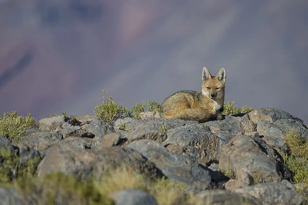 Andean fox (Pseudalopex culpaeus) Laguna Hedionda, Altiplano, Bolivia