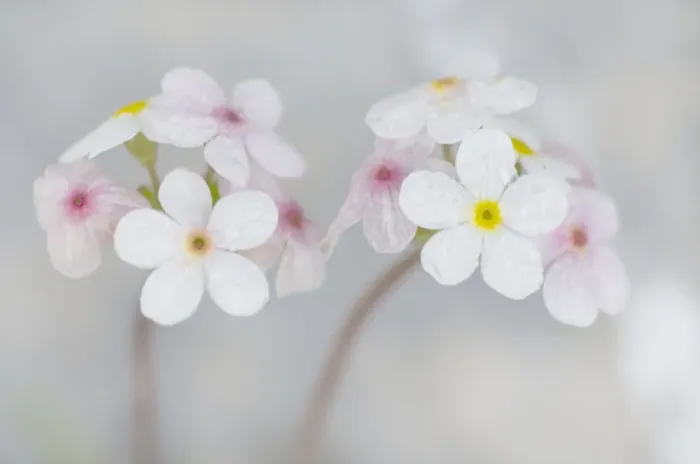 Framed Print : Androsace villosa flowers covered in water droplets, Liechtenstein, June 2009