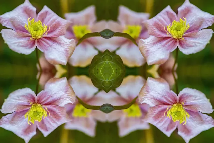 Framed Print : Anemone clematis (Clematis montana). Kaleidoscopic montage Framed Print : Anemone clematis (Clematis montana). Kaleidoscopic montage