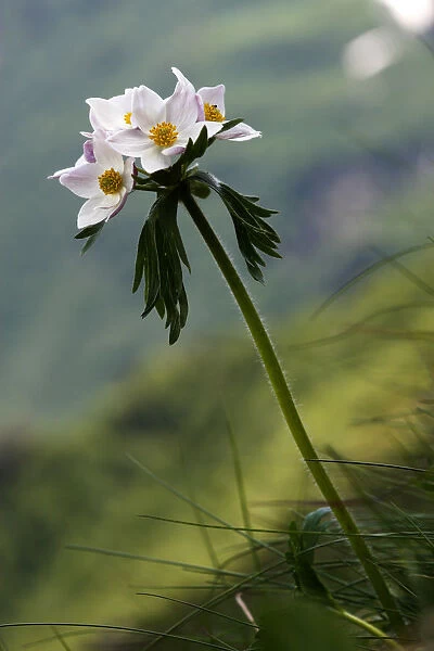 Anemone in flower, Mount Cheget, Caucasus, Russia, June 2008