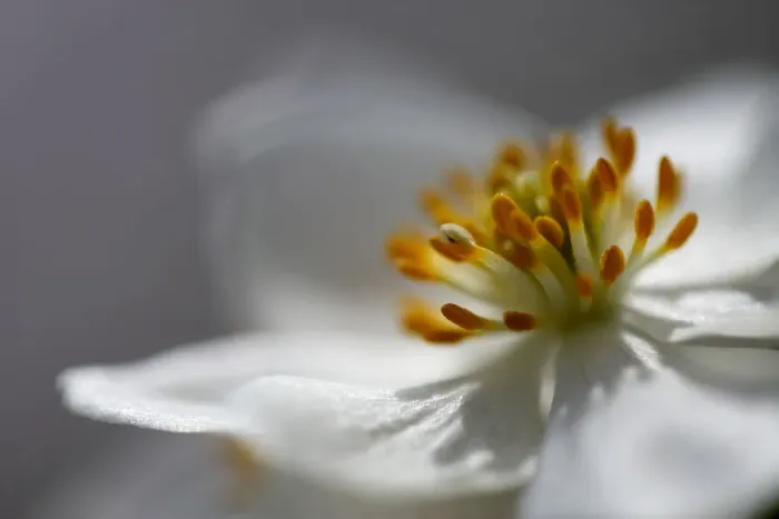 Framed Print : Anemone sp flower, close up of stamens, Mount Cheget, Caucasus, Russia, June 2008