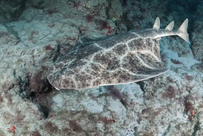 Framed Print : Angel shark (Squatina squatina) camouflaged on seabed, Tenerife, Canary Islands, Atlantic Ocean. Critically endangered Framed Print : Angel shark (Squatina squatina) camouflaged on seabed, Tenerife, Canary Islands, Atlantic Ocean. Critically endangered