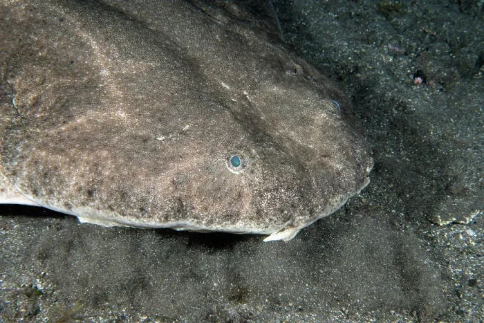 Framed Print : Angel shark (Squatina squatina) head portrait, Tenerife, Canary Islands, Atlantic Ocean. Critically endangered Framed Print : Angel shark (Squatina squatina) head portrait, Tenerife, Canary Islands, Atlantic Ocean. Critically endangered