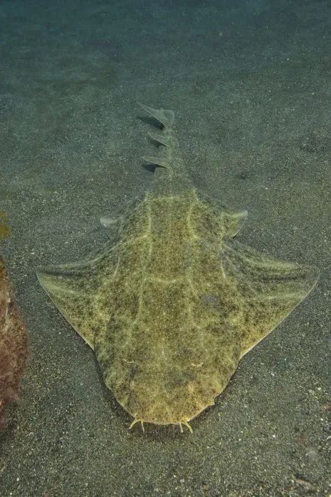 Framed Print : Angel shark (Squatina squatina) laying on the sand, Canary Islands Framed Print : Angel shark (Squatina squatina) laying on the sand, Canary Islands