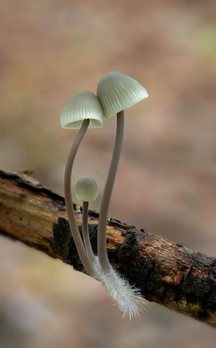 Framed Print : Angel's bonnet (Mycena arcangeliana) growning on fallen branch, Lough Neagh Discovery Centre, Lurgan, County Armagh, Northern Ireland, UK. November Framed Print : Angel's bonnet (Mycena arcangeliana) growning on fallen branch, Lough Neagh Discovery Centre, Lurgan, County Armagh, Northern Ireland, UK. November
