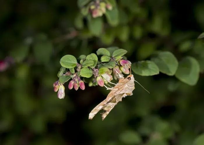 Framed Print : Angle shades moth (Phlogophora meticulosa) nectaring on Snowberry (Symphoricarpos Framed Print : Angle shades moth (Phlogophora meticulosa) nectaring on Snowberry (Symphoricarpos