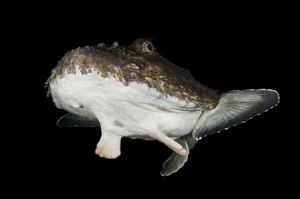 Anglerfish (Lophius piscatorius) Saltstraumen, Bod, Norway, October 2008