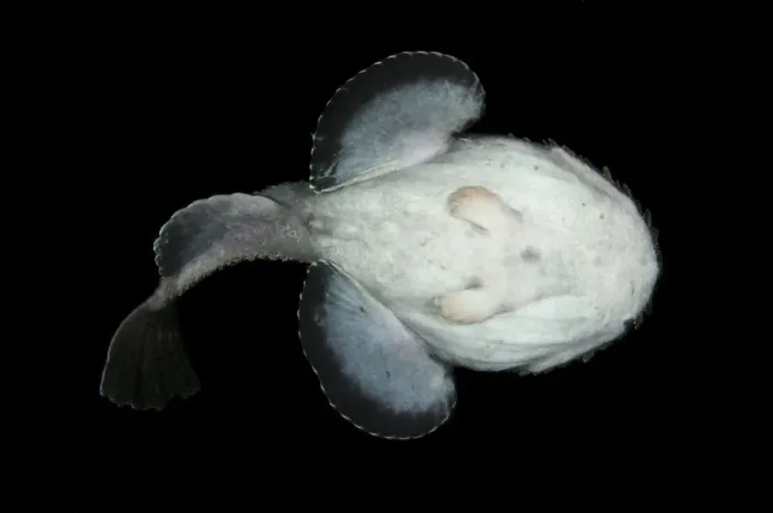 Framed Print : Anglerfish (Lophius piscatorius) underside, Saltstraumen, Bod, Norway, October 2008