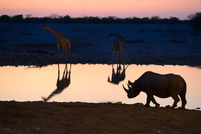 Framed Print : Angolan giraffes (Giraffa camelopardalis angolensis) and black rhinoceros (Diceros