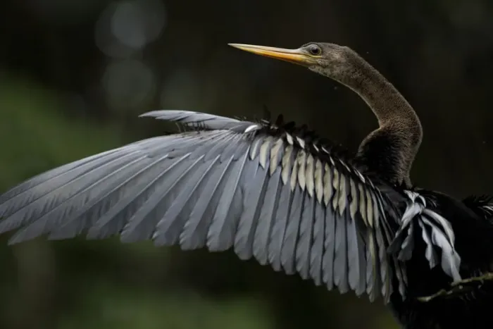 Framed Print : Anhinga (Anhinga anhinga). Yasuni National Park, Orellana, Ecuador Framed Print : Anhinga (Anhinga anhinga). Yasuni National Park, Orellana, Ecuador