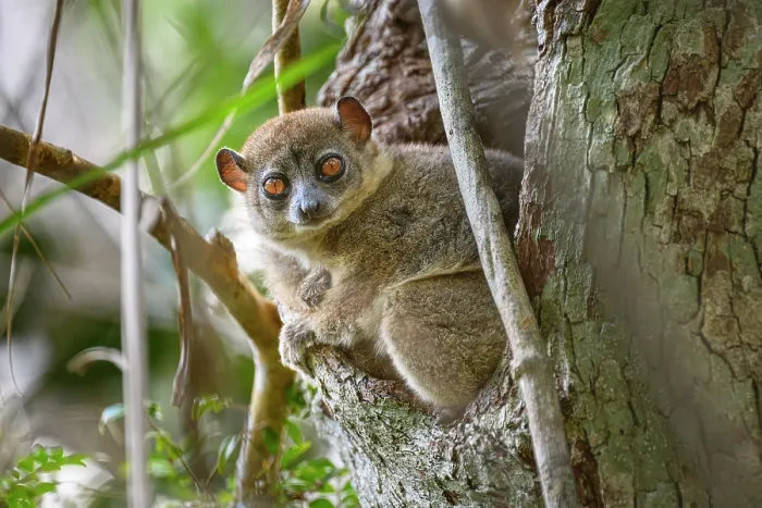 Framed Print : Anjiamangirana sportive lemur (Lepilemur grewcockorum) sitting in tree hole during the day, Anjajavy Private Reserve, north west Madagascar. Critically endangered