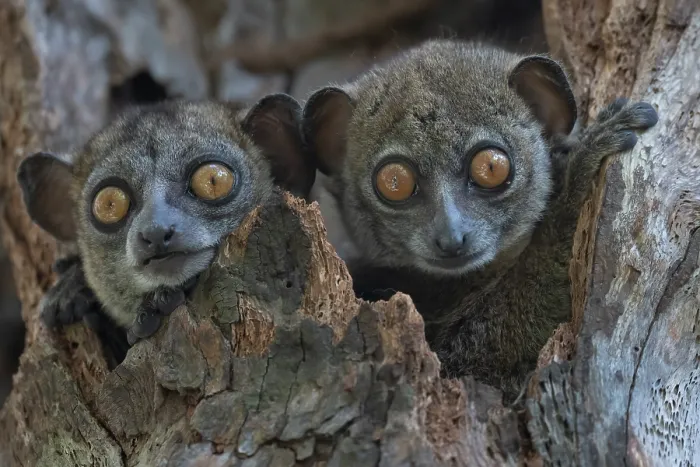 Framed Print : Ankarana sportive lemur (Lepilemur ankaranensis) pair, peering out from tree hole, Analamerana special reserve, Madagascar Framed Print : Ankarana sportive lemur (Lepilemur ankaranensis) pair, peering out from tree hole, Analamerana special reserve, Madagascar