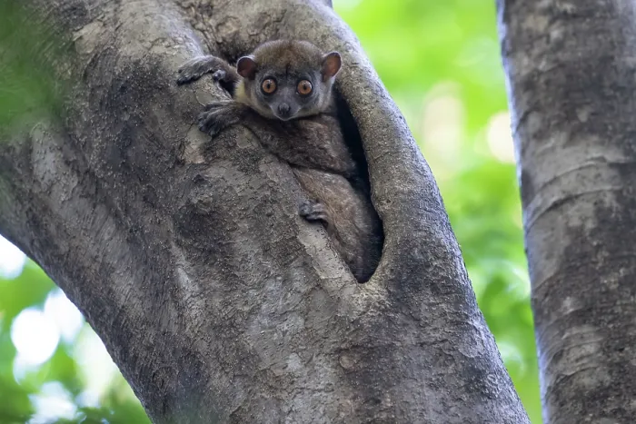 Framed Print : Ankarana sportive lemur (Lepilemur ankaranensis) peering out from tree hole, Ankarana National Park, Madagascar. Endangered Framed Print : Ankarana sportive lemur (Lepilemur ankaranensis) peering out from tree hole, Ankarana National Park, Madagascar. Endangered