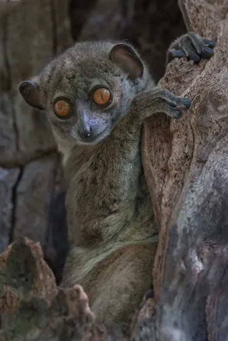 Framed Print : Ankarana sportive lemur (Lepilemur ankaranensis) sitting in tree hole, Analamerana special reserve, Madagascar. Endangered Framed Print : Ankarana sportive lemur (Lepilemur ankaranensis) sitting in tree hole, Analamerana special reserve, Madagascar. Endangered