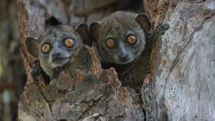 Framed Print : Two Ankarana sportive lemurs (Lepilemur ankaranensis) peering out from tree hole, Analamerana special reserve, Madagascar. Endangered Framed Print : Two Ankarana sportive lemurs (Lepilemur ankaranensis) peering out from tree hole, Analamerana special reserve, Madagascar. Endangered