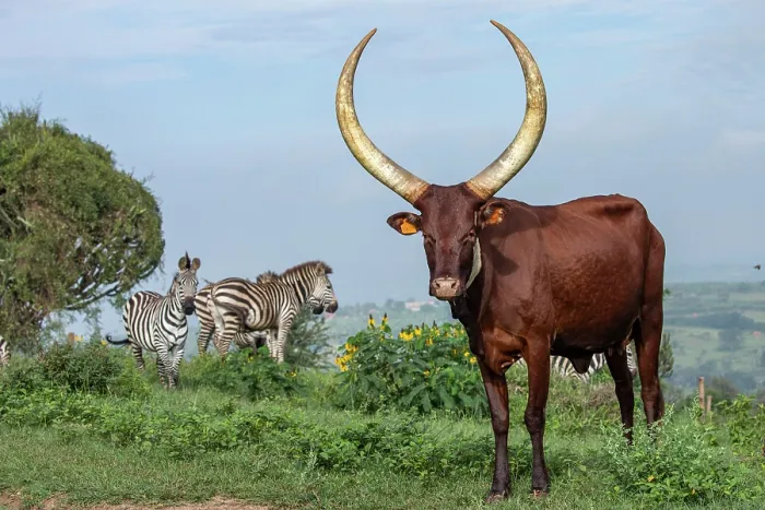 Framed Print : Ankole cattle standing on grass with Zebra (Equus quagga) in background, Mburo National Park, Uganda Framed Print : Ankole cattle standing on grass with Zebra (Equus quagga) in background, Mburo National Park, Uganda
