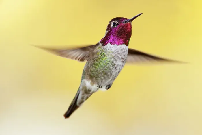 Framed Print : Anna's hummingbird (Calypte anna), male flying. Sierra de San Pedro Martir National Park, Baja California Peninsula, Mexico. November Framed Print : Anna's hummingbird (Calypte anna), male flying. Sierra de San Pedro Martir National Park, Baja California Peninsula, Mexico. November