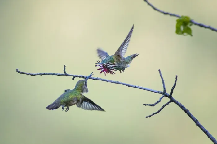 Framed Print : Annas hummingbird (Calypte anna) male dancing in flight