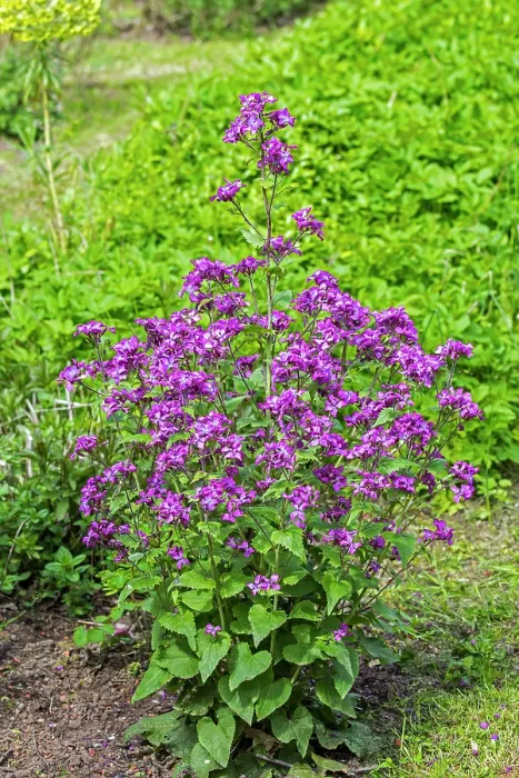 Framed Print : Annual honesty (Lunaria annua) in flower in wildflower garden in spring, Flanders, Belgium. May Framed Print : Annual honesty (Lunaria annua) in flower in wildflower garden in spring, Flanders, Belgium. May
