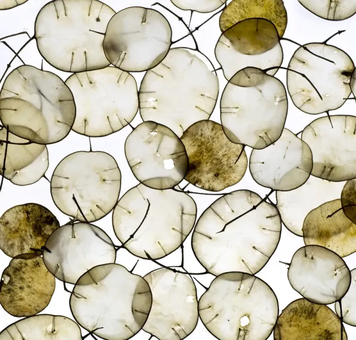 Framed Print : Annual Honesty (Lunaria annua) seed heads arranged in white background