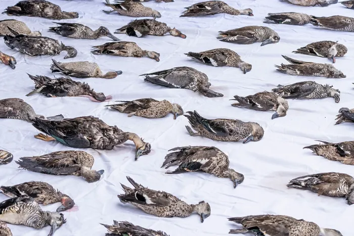 Framed Print : As part of an annual protest against Victoria's duck season, rows of illegally shot threatened species, protected species Framed Print : As part of an annual protest against Victoria's duck season, rows of illegally shot threatened species, protected species