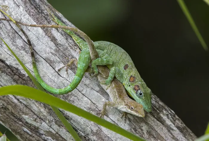 Framed Print : Anolis eladioi is a recently described species of anole from the cloud Framed Print : Anolis eladioi is a recently described species of anole from the cloud