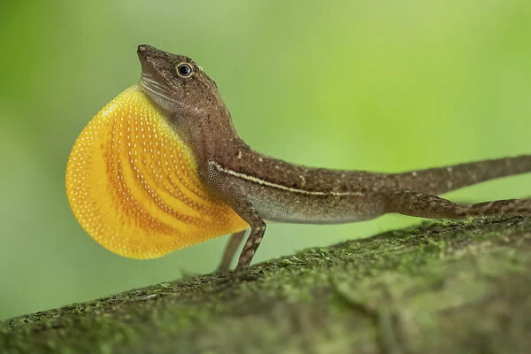 Anolis lizard (Anolis sp. ) male displaying in Corcovado National Park, Costa Rica