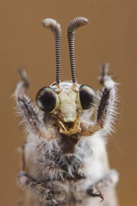 Framed Print : Ant Lion {Myrmeleontidae} adult head close up, Texas, USA Framed Print : Ant Lion {Myrmeleontidae} adult head close up, Texas, USA