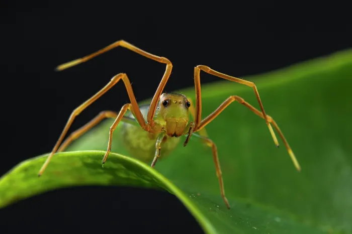 Framed Print : Ant-mimic crab spider (Amyciaea sp.) hunting, waving its front legs to look like an ant, Cairns, Australia