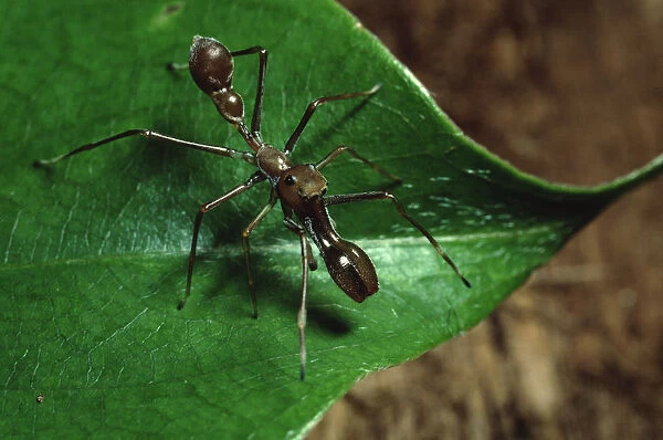 Ant mimicing spider in Sierra Madre National Park, Luzon, Philippines. September