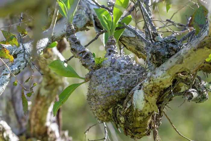 Framed Print : Ant plant (Myrmecodia beccari), epiphytic plant with numerous chambers in which ants live, Cairns, Queensland, Australia Framed Print : Ant plant (Myrmecodia beccari), epiphytic plant with numerous chambers in which ants live, Cairns, Queensland, Australia