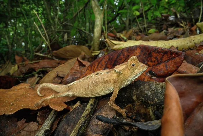 Framed Print : Antakarana leaf chameleon (Brookesia antakarana) active on forest floor during the day, Domaine de Fontenay, Montagne d'Ambre NP, northern Madagascar Framed Print : Antakarana leaf chameleon (Brookesia antakarana) active on forest floor during the day, Domaine de Fontenay, Montagne d'Ambre NP, northern Madagascar