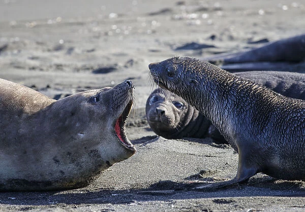 Antarctic fur seal (Arctocephalus gazella), mother warning off curious juvenile