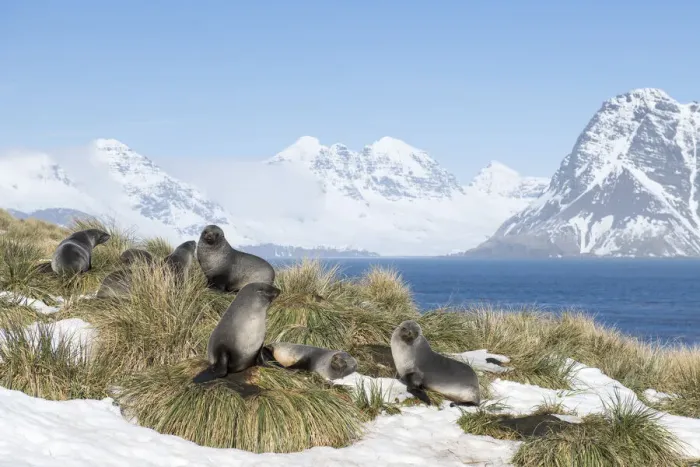 Framed Print : Antarctic fur seals (Arctocephalus gazella) resting on mounds of tussock grass surrounded Framed Print : Antarctic fur seals (Arctocephalus gazella) resting on mounds of tussock grass surrounded