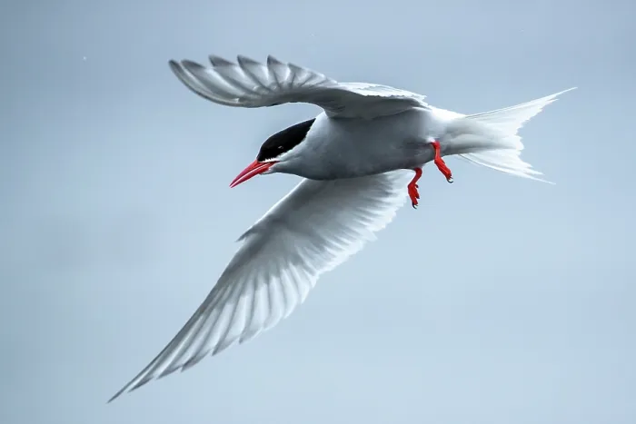 Framed Print : Antarctic tern (Sterna vittata) in flight, Campbell Island, New Zealand Sub Antarctic Islands Framed Print : Antarctic tern (Sterna vittata) in flight, Campbell Island, New Zealand Sub Antarctic Islands