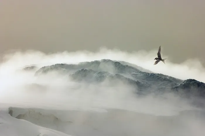 Framed Print : Antarctic tern (Sterna vittata) in flight backlit over stormy, snow covered mountain landscape, Antarctica Framed Print : Antarctic tern (Sterna vittata) in flight backlit over stormy, snow covered mountain landscape, Antarctica