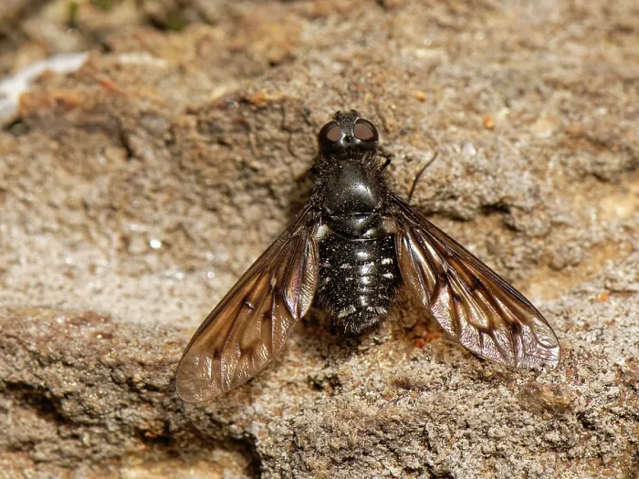 Framed Print : Anthracite bee fly (Anthrax anthrax) basking on volcanic rocks, Teide National Park, Tenerife, Canary Islands. May Framed Print : Anthracite bee fly (Anthrax anthrax) basking on volcanic rocks, Teide National Park, Tenerife, Canary Islands. May