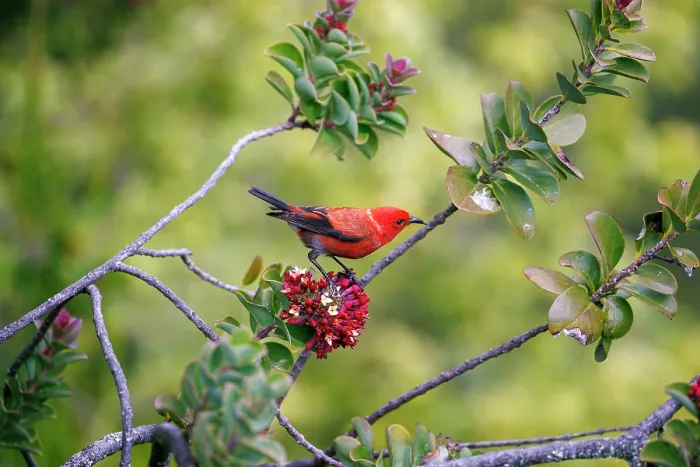 Framed Print : Apapane (Himatione sanguinea) perched in tree feeding on a flower, Hosmer Grove, Haleakala National Park, Maui, Hawaii Framed Print : Apapane (Himatione sanguinea) perched in tree feeding on a flower, Hosmer Grove, Haleakala National Park, Maui, Hawaii