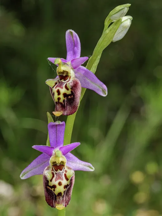 Framed Print : Apennine late spider orchid (Ophrys dinarica) in flower, Preci, Sibillini, Umbria, Italy. May. Focus stacked Framed Print : Apennine late spider orchid (Ophrys dinarica) in flower, Preci, Sibillini, Umbria, Italy. May. Focus stacked