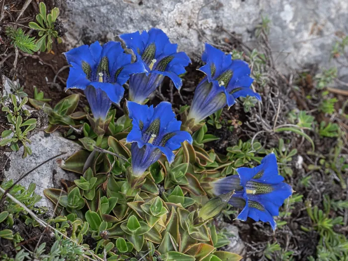 Framed Print : Apennine trumpet gentian (Gentiana dinarica) in flower, Gran Sasso, Abruzzo, Italy. May Framed Print : Apennine trumpet gentian (Gentiana dinarica) in flower, Gran Sasso, Abruzzo, Italy. May